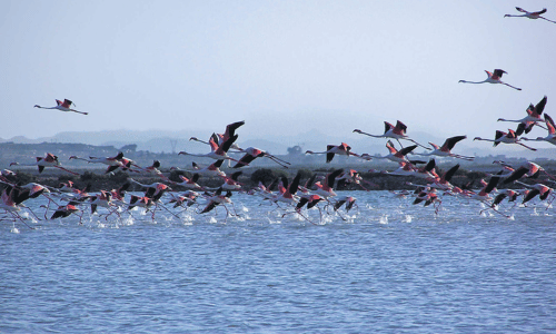 flamencos